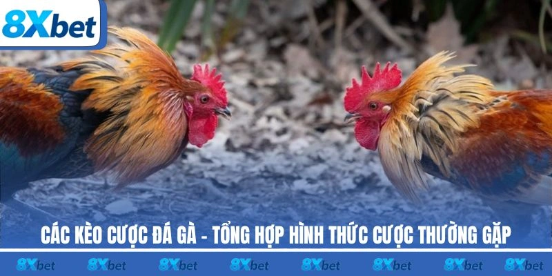 Các kèo cược đá gà 8xbet là chủ đề hấp dẫn