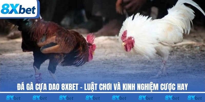 Đá gà cựa dao 8XBET chiếm trọn tình yêu của người chơi khi