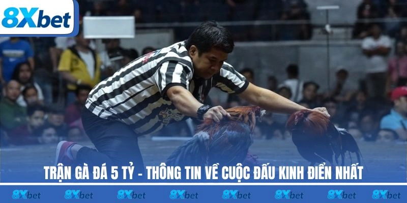 Trận gà đá 5 tỷ 8xbet